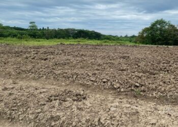 Lahan Eks Tambang di Desa Buana Jaya Dikelola Jadi Lahan Pertanian Produktif