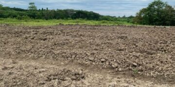 Lahan Eks Tambang di Desa Buana Jaya Dikelola Jadi Lahan Pertanian Produktif