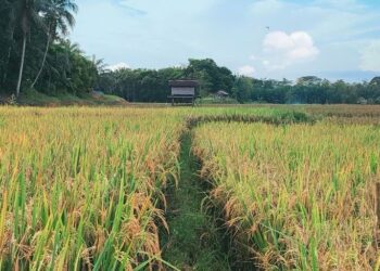 Marangkayu Ditetapkan Sebagai Kawasan Strategis dalam Program Brigade Pangan Nasional