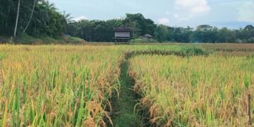 Marangkayu Ditetapkan Sebagai Kawasan Strategis dalam Program Brigade Pangan Nasional