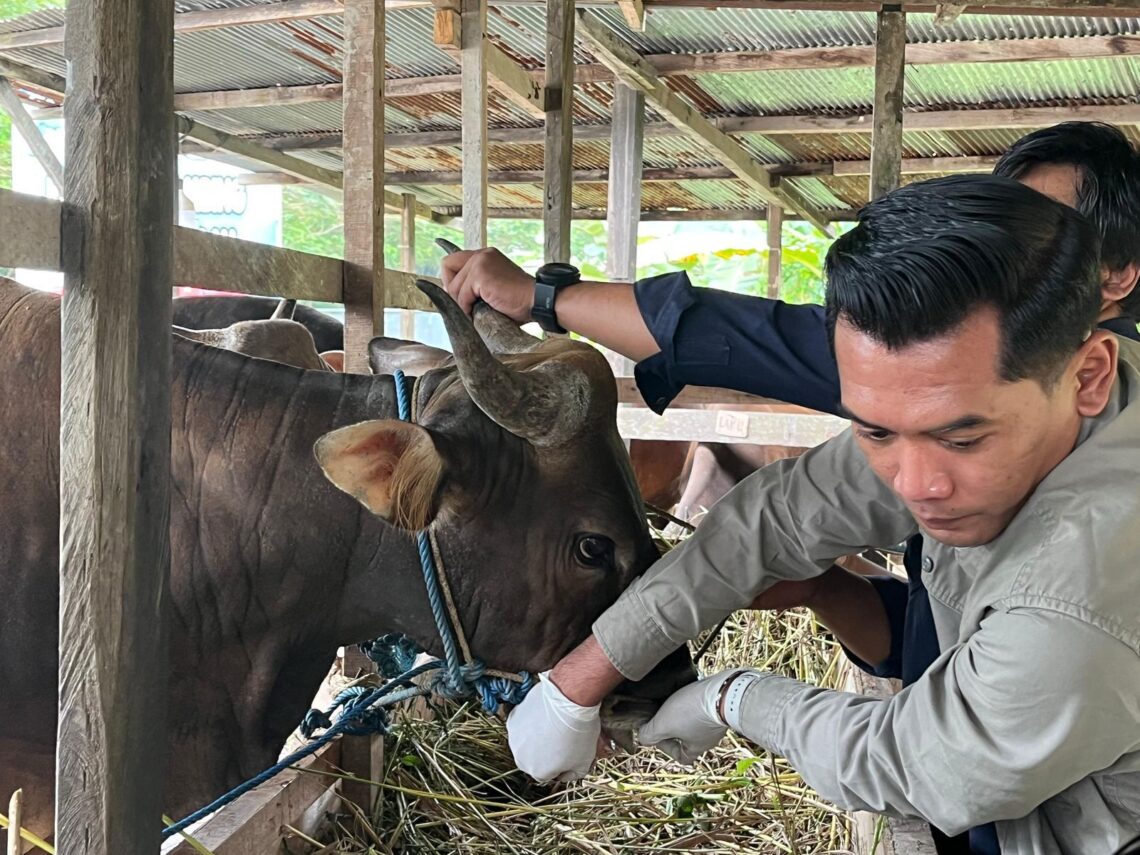 Distanak Kukar Lakukan Pemeriksaan Kesehatan Hewan Kurban