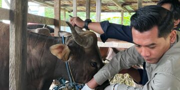 Distanak Kukar Lakukan Pemeriksaan Kesehatan Hewan Kurban