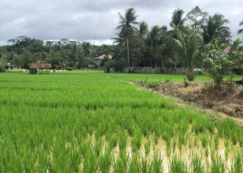 BUMDes dan Lahan Jadi Strategi Desa Jembayan Tengah Perkuat Ketahanan Pangan