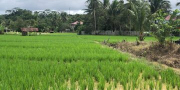 BUMDes dan Lahan Jadi Strategi Desa Jembayan Tengah Perkuat Ketahanan Pangan