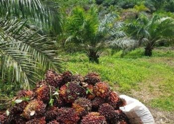Disbun Kukar Fokus Kembangkan Perkebunan Berbasis Potensi Lokal