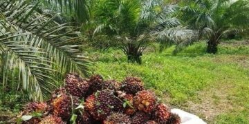 Disbun Kukar Fokus Kembangkan Perkebunan Berbasis Potensi Lokal