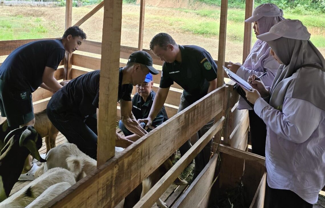 Kukar Salurkan 304 Ekor Kambing Boer ke Tujuh Kecamatan
