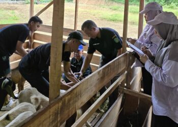 Kukar Salurkan 304 Ekor Kambing Boer ke Tujuh Kecamatan