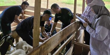 Kukar Salurkan 304 Ekor Kambing Boer ke Tujuh Kecamatan