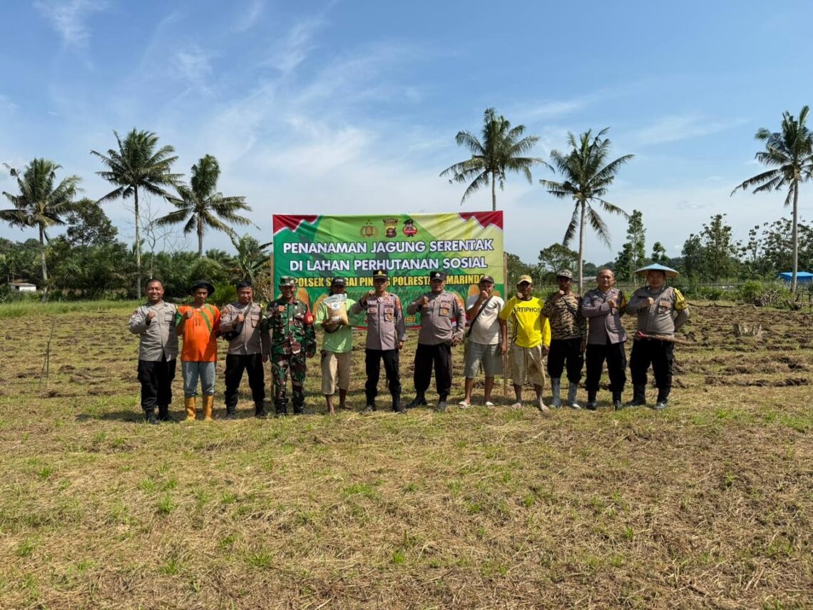 Polsek Sungai Pinang Dukung Swasembada Pangan Nasional dengan Penanaman Jagung Serentak Kuartal IV